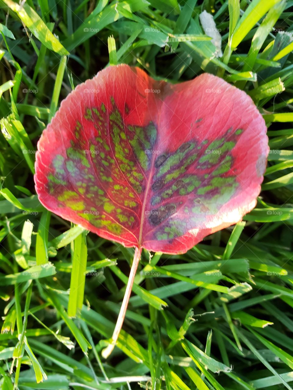 Autumn leaf found in my backyard in late spring.
