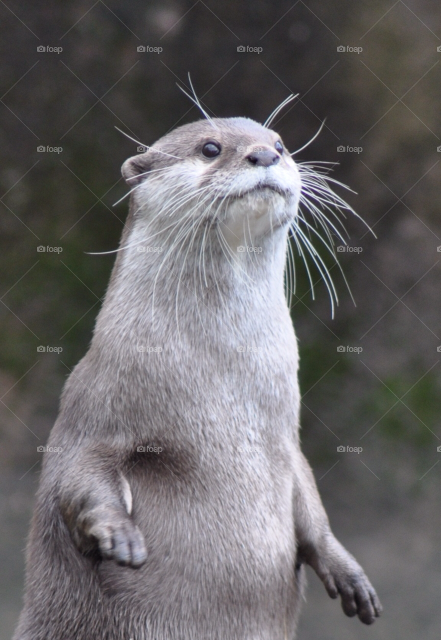 london cute zoo otter by rbingrbong