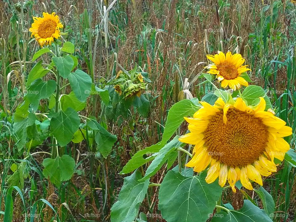 sunflowers