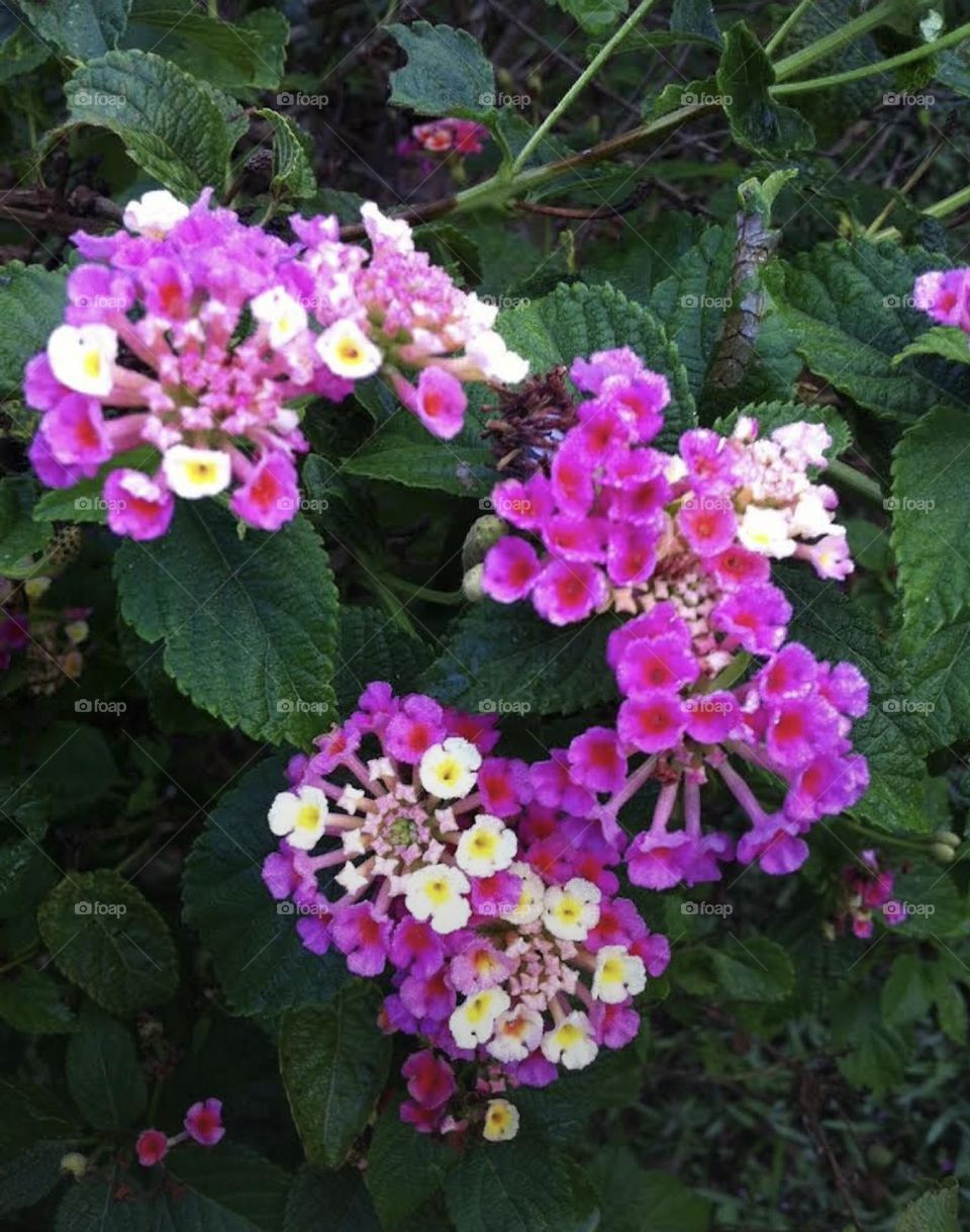 LANTANAS - 🌹 🇺🇸 Very beautiful flowers to brighten our day.  Live nature and its beauty. Did you like the delicate petals? / 🇧🇷 Flores muito bonitas para alegrar nosso dia. Viva a natureza e sua beleza. Gostaram das pétalas delicadas? 