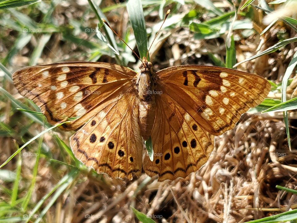 Tawny Emperor butterfly ( Asterocampa clyton ) Fast flying butterflies that are most common around Hackberry trees. They are often found on natural vegetation and are not common in human inhabited areas(info source: gardenswithwings.com) .
