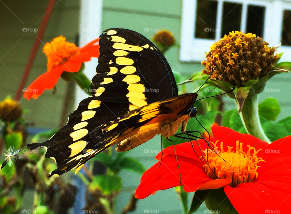 Detailed Swallow Tail . This yellow swallow tail butterfly is showing all its beauty as it extracts nectar from the Mexican Sunflower blossom!