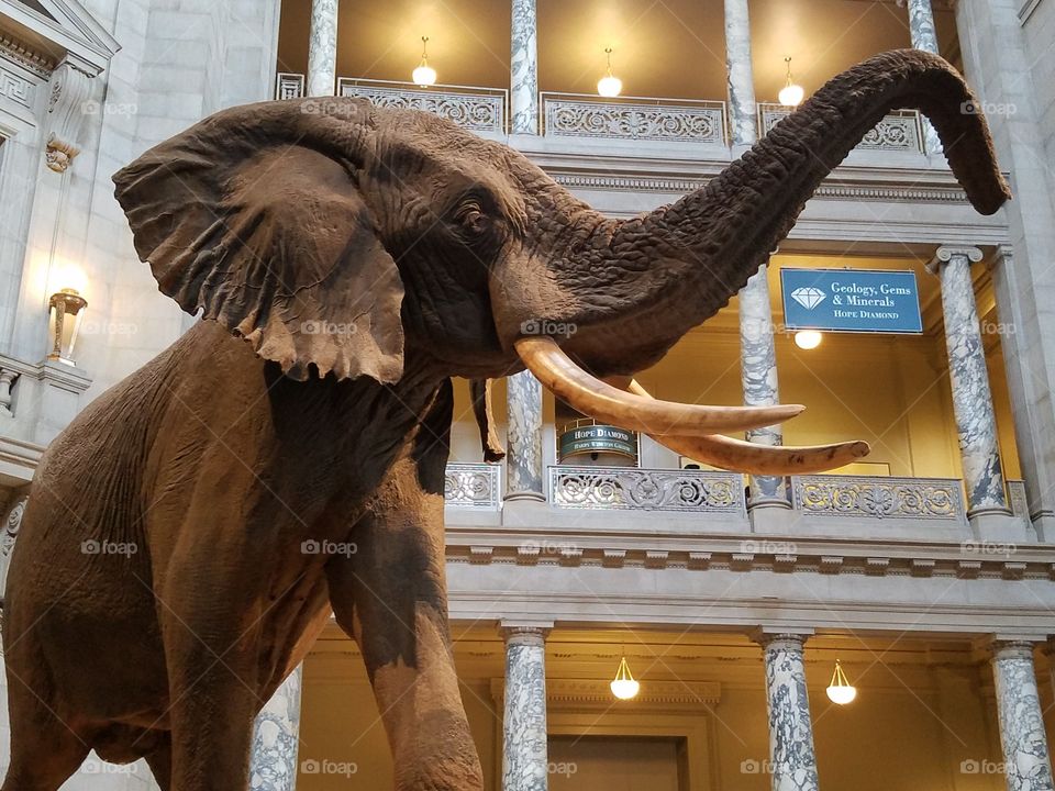 Elephant display at Museum of Natural History in DC