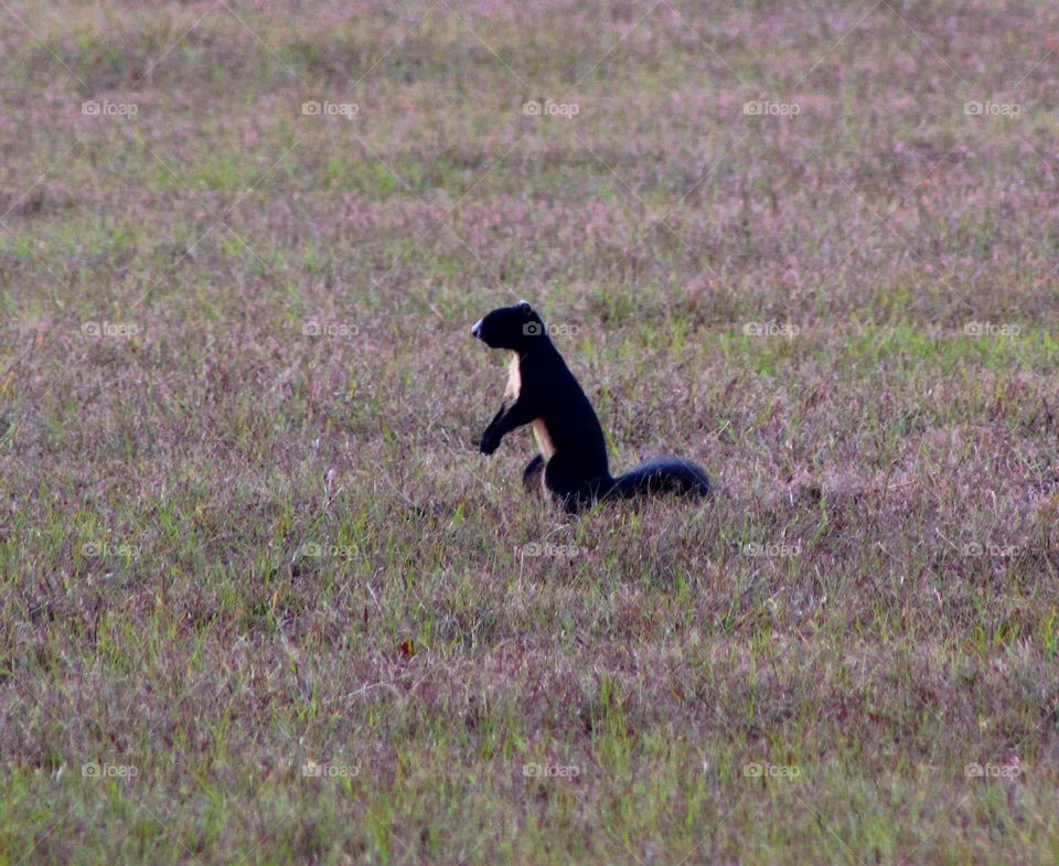 Elusive black fox squirrel 