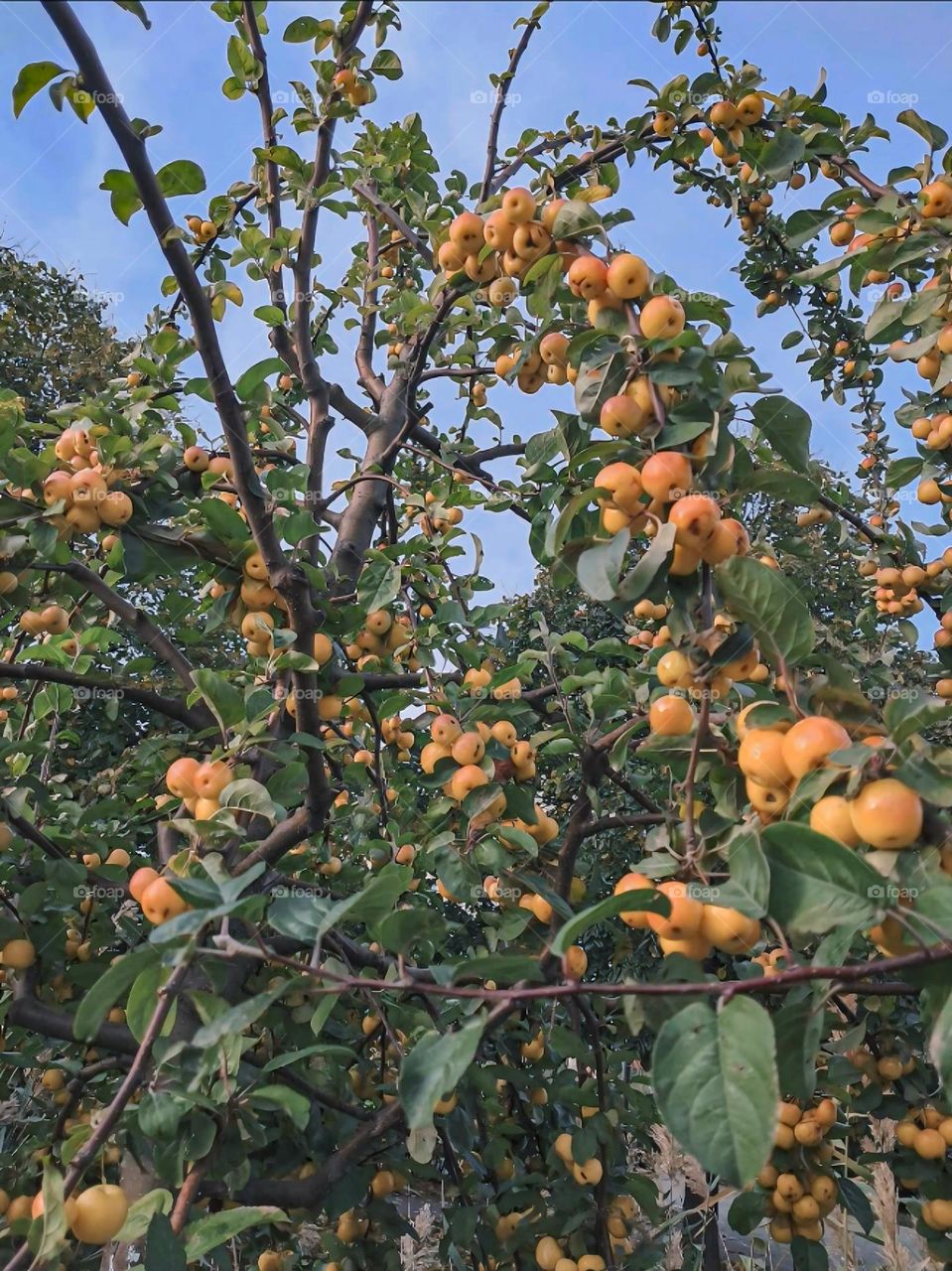 Fruit-Laden Tree in Full Bloom Under a Blue Sky