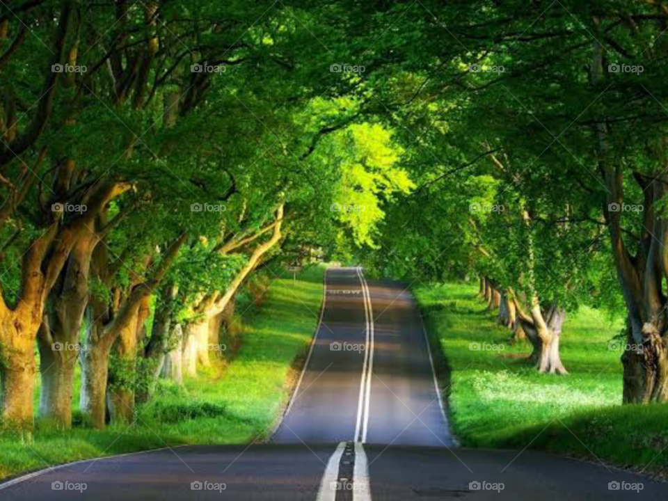 The Beautiful Nature Vibes