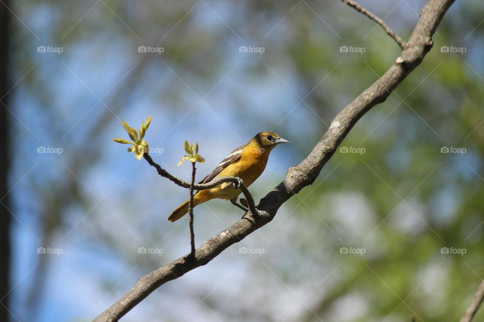 Female Baltimore Oriole just arriving in Michigan as the buds are emerging in springtime
