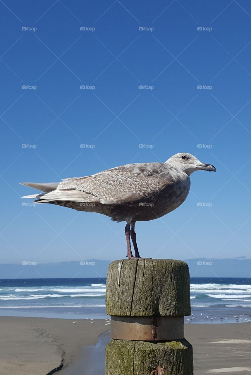 Sea Gull