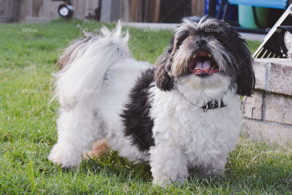 happy dog