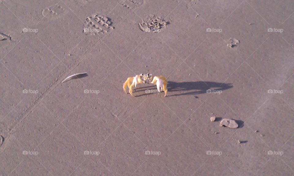 yellow Crab. crab on the beach of Florida
