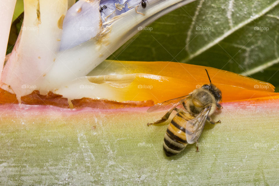 bee collecting nectar from flower