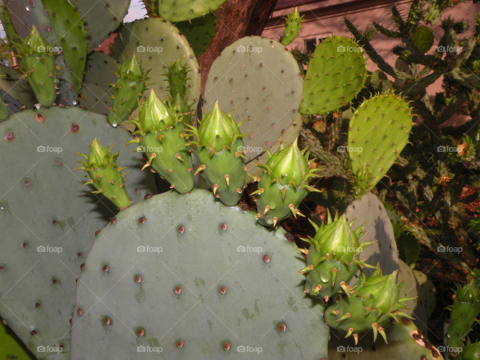 Southern Utah Cactus