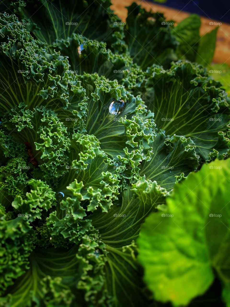 Rain drops on plants 