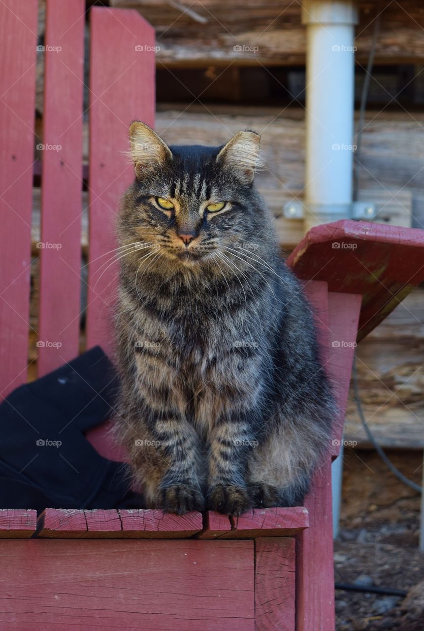 Barn cat