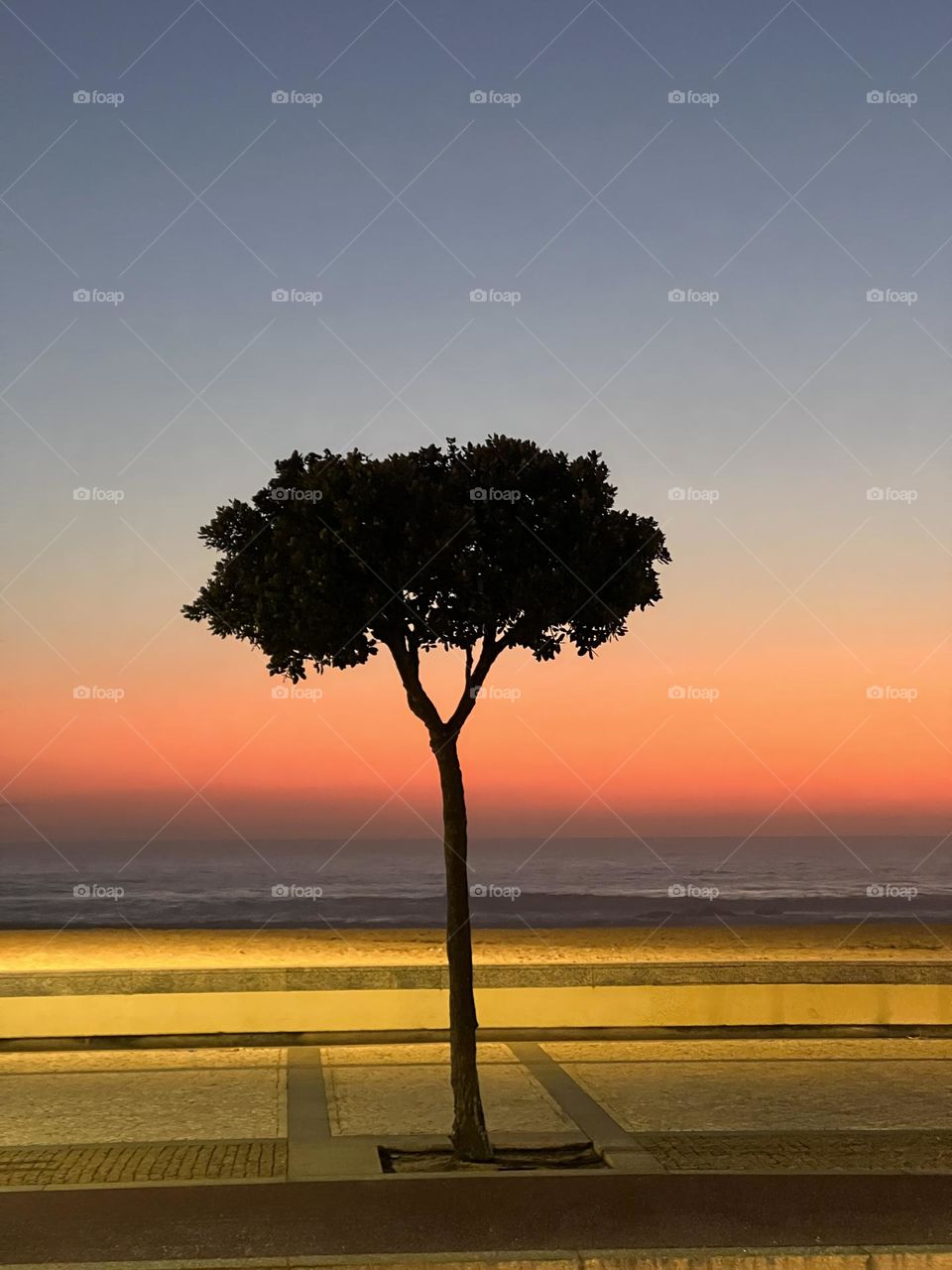 Tree in the sunset
