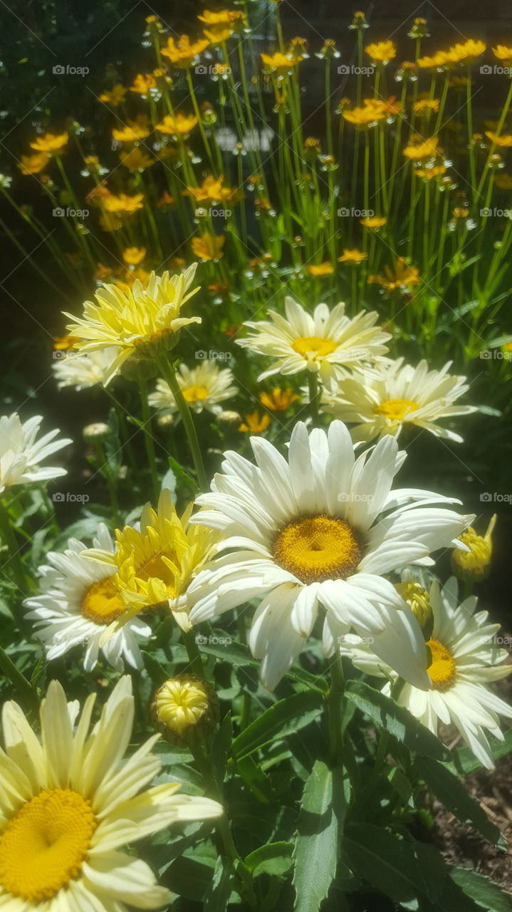 daisies