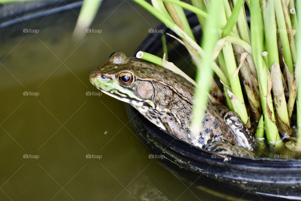 Cute frog in the pond. 