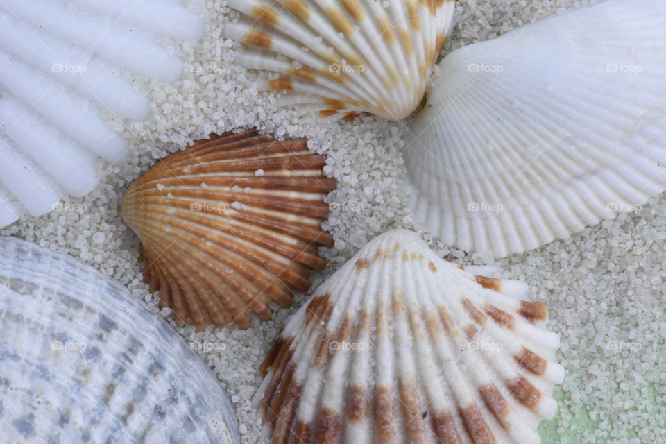 Shells on sand