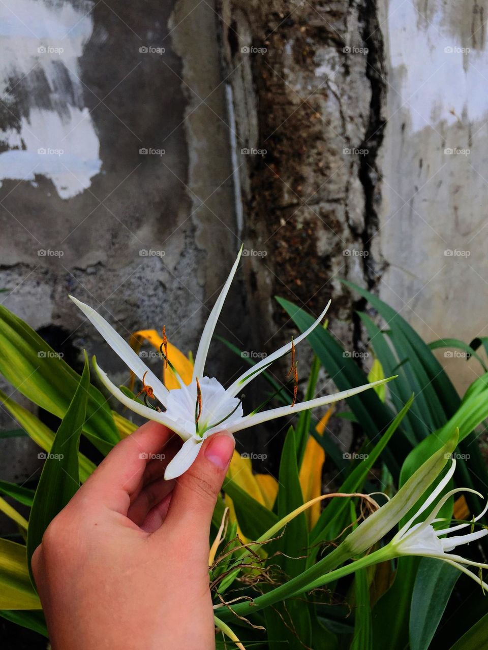 While I'm walking I'm just amazed with plants so I took a picture of it