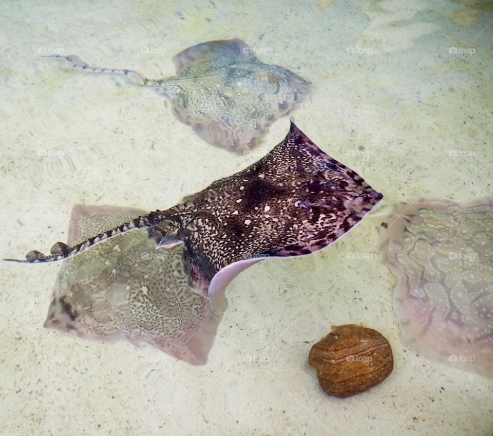 Stingray swimming over others