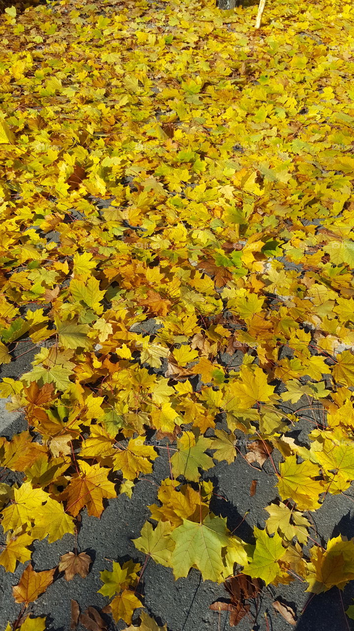fallen leaves in maine