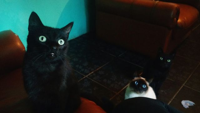 cats