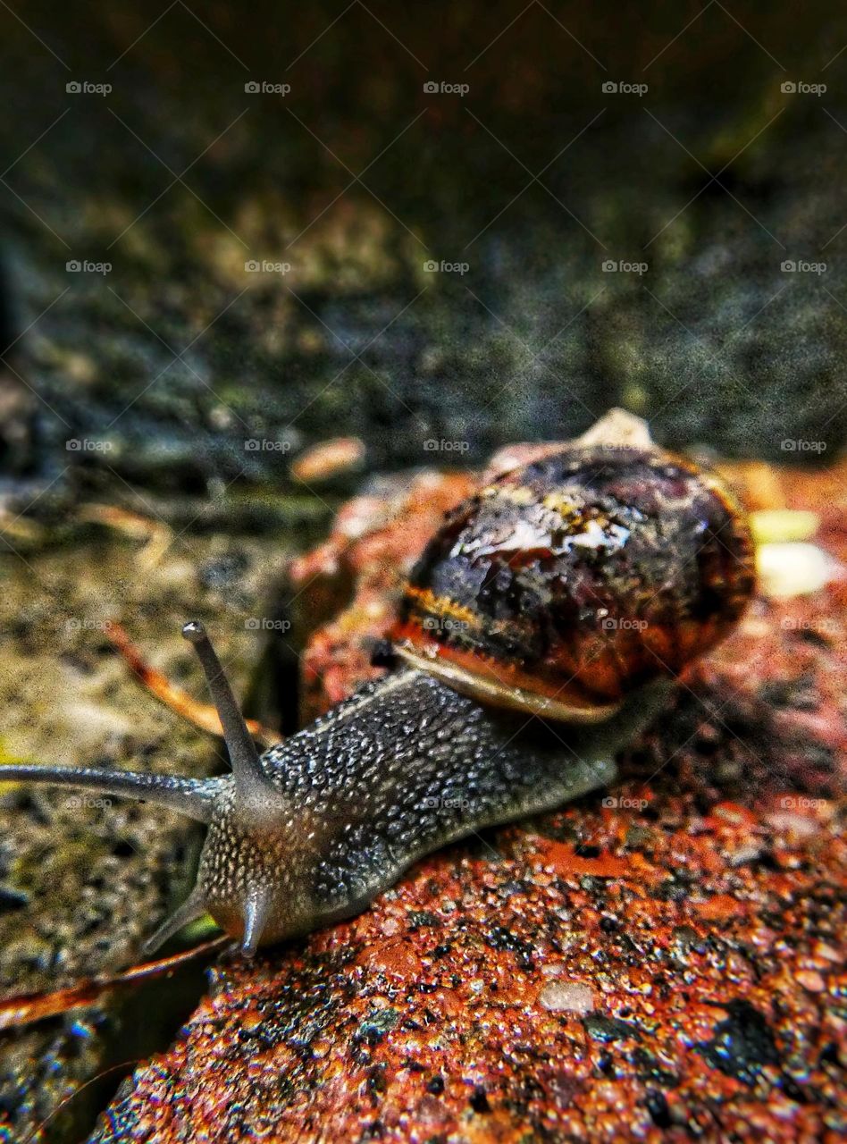 Snail