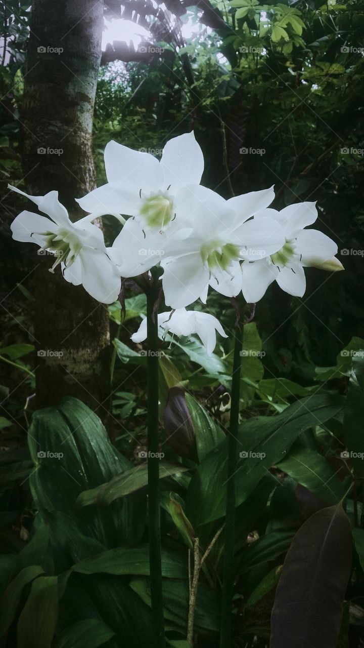 Bright white petal color of Amazon lily flower (Eucharis grandiflora) ; Captured on March 9th, 2023 - Kesu, north Toraja regency, Indonesia.