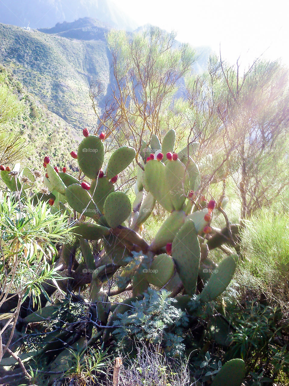 Cacti