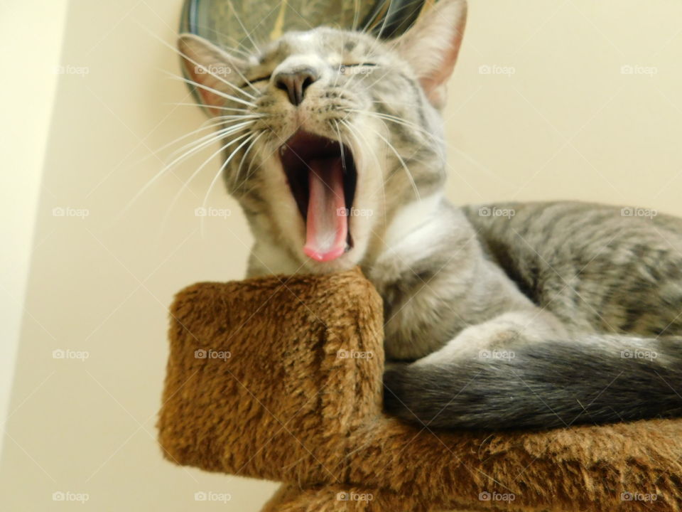 Cat yawn 