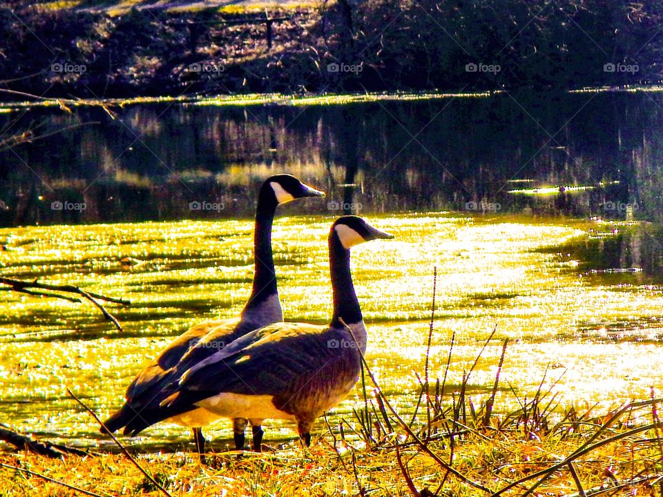 Two geese
