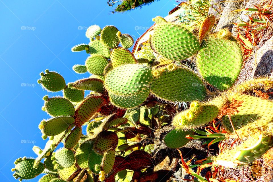 Big green cactus 