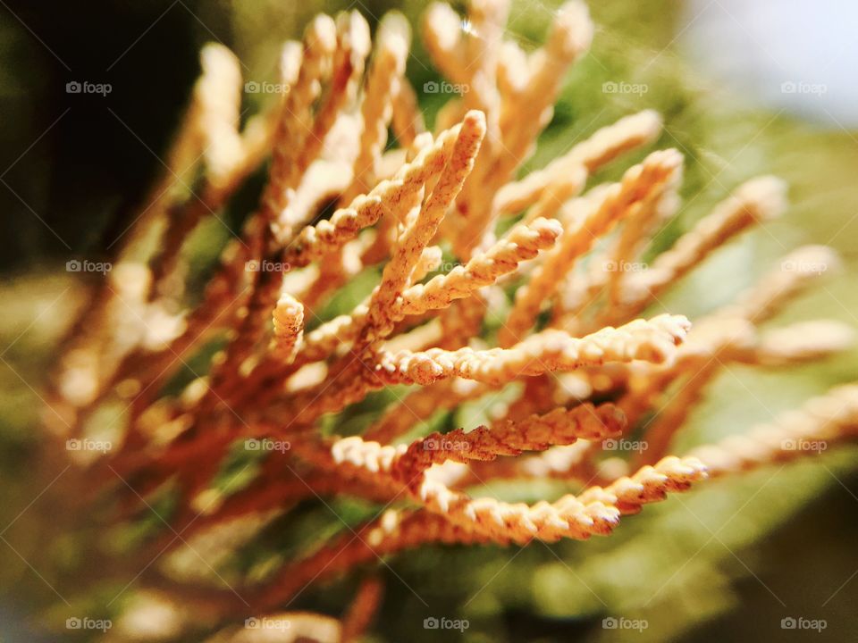 Close-up of plant