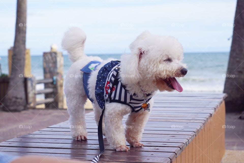 Happy Dog 🐶💕

l love the sea~