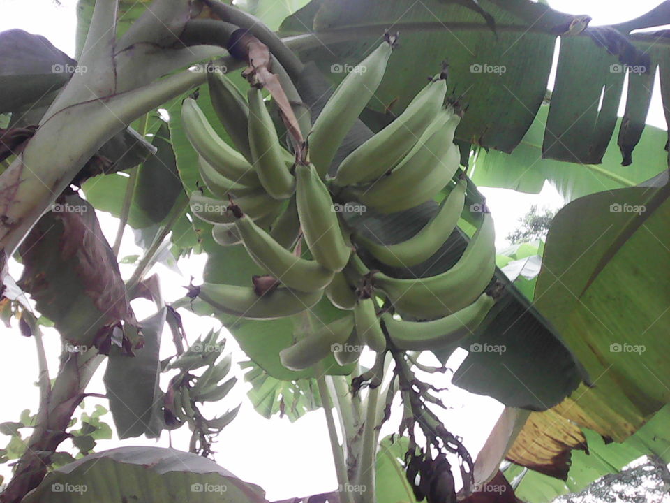 unharvested sweet plantain variety