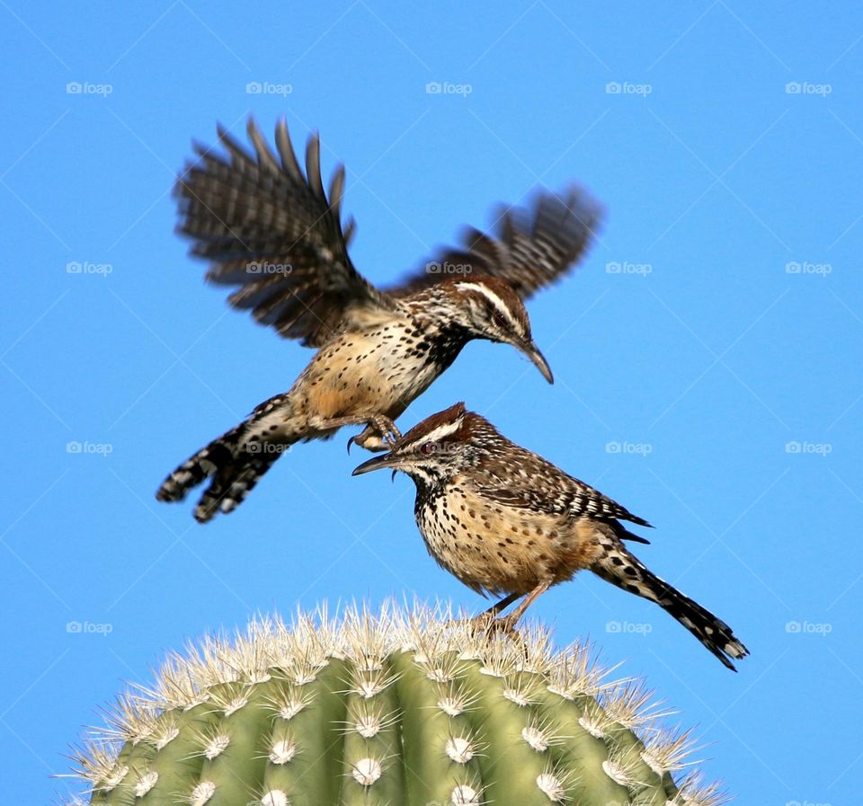 Two Cactus Wrens on Saguaro