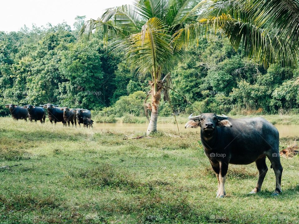 A male bull staring at the camera in a village in Malaysia