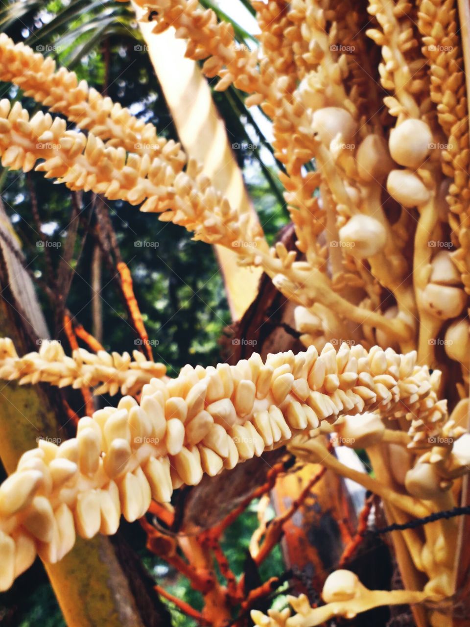 coconut flower