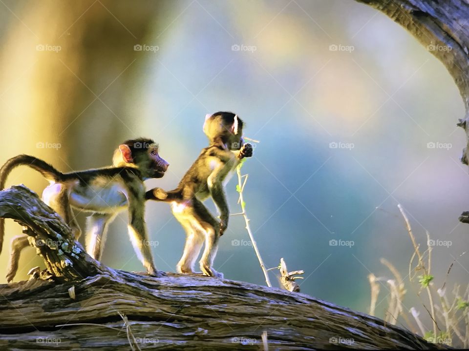 Cute monkeys 🐵