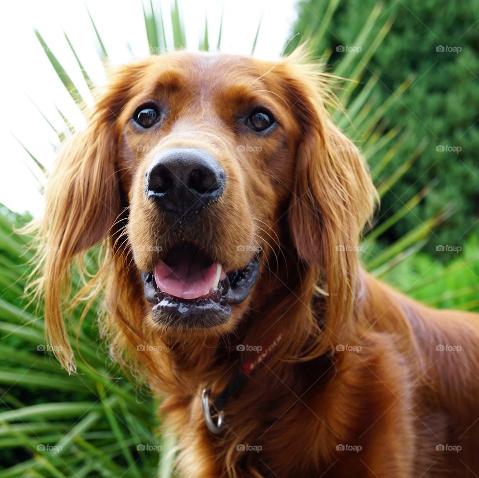 Red Setter Dog called Quinn .. 