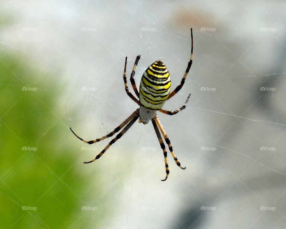 spider in Okinawa