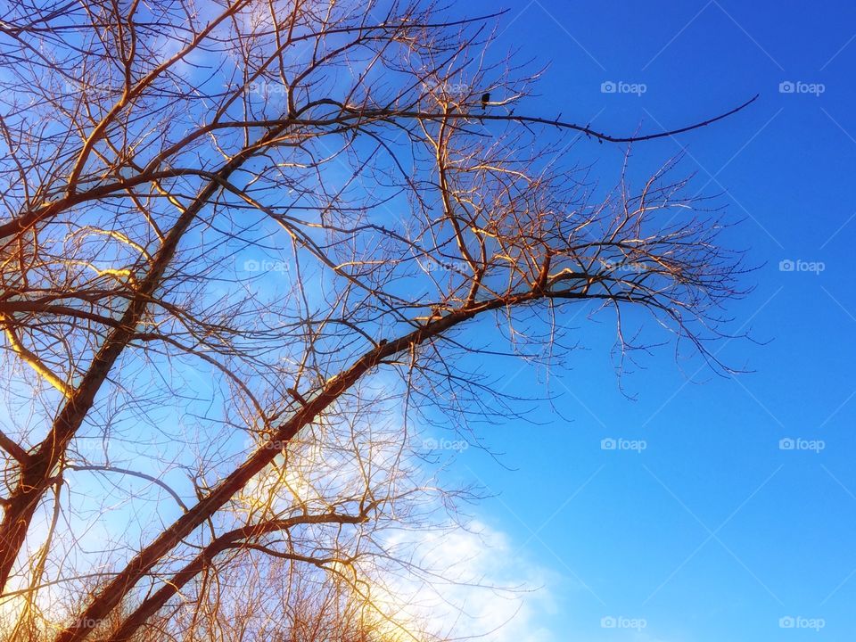 Bare tree branches at dusk