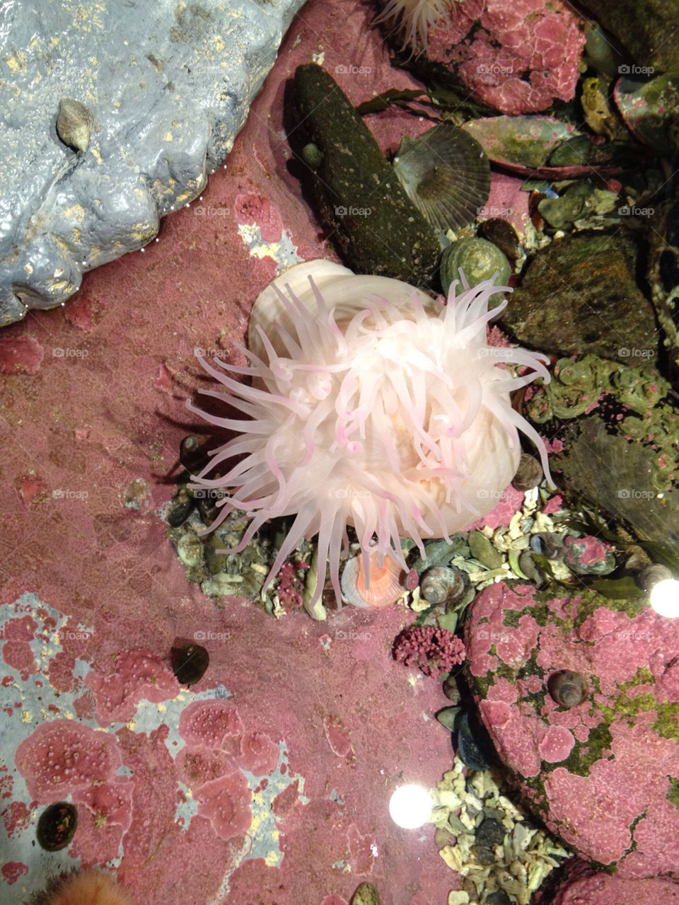 sea rose shells anemone by sandborgskan