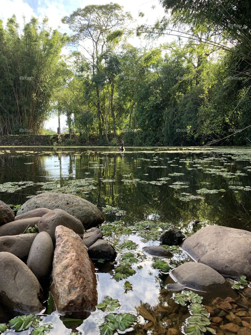 A lagoa do pato em porto alegre