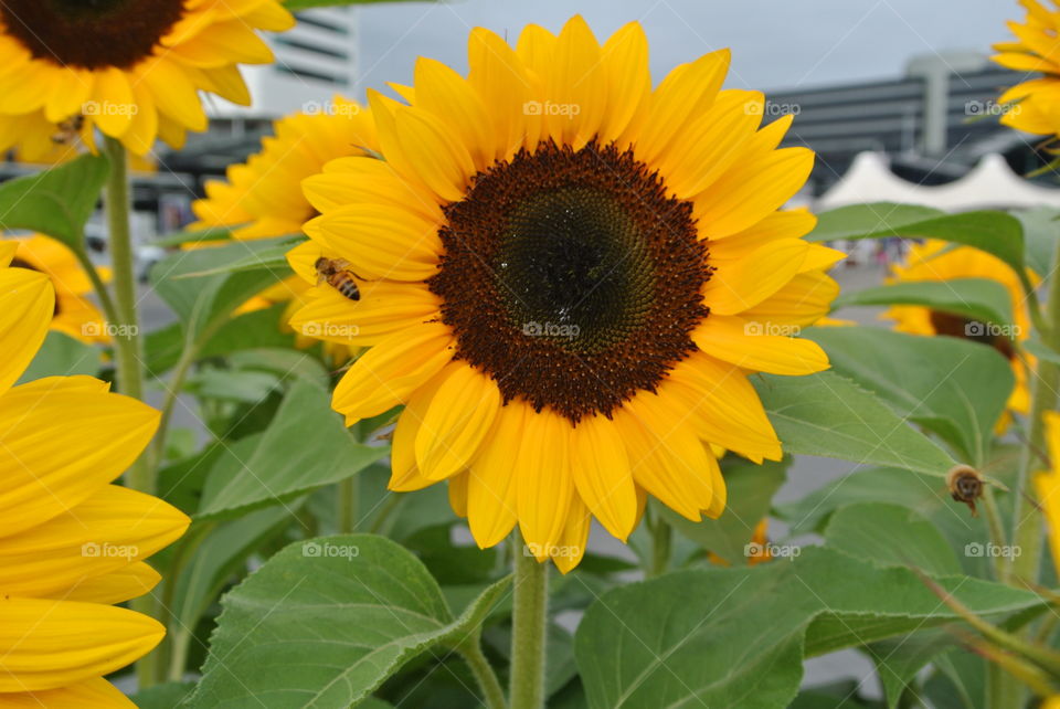 Beautiful of Sunflowers