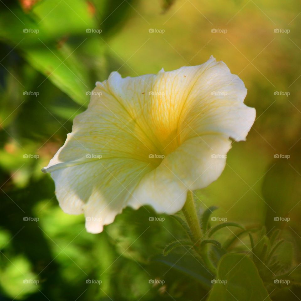 A petunia soaking up the coolness in the shade 