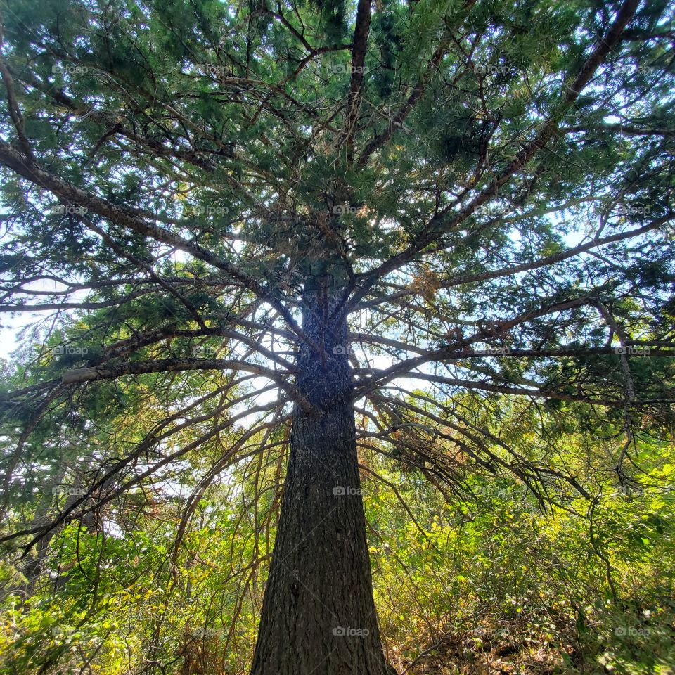 Tree of life and light