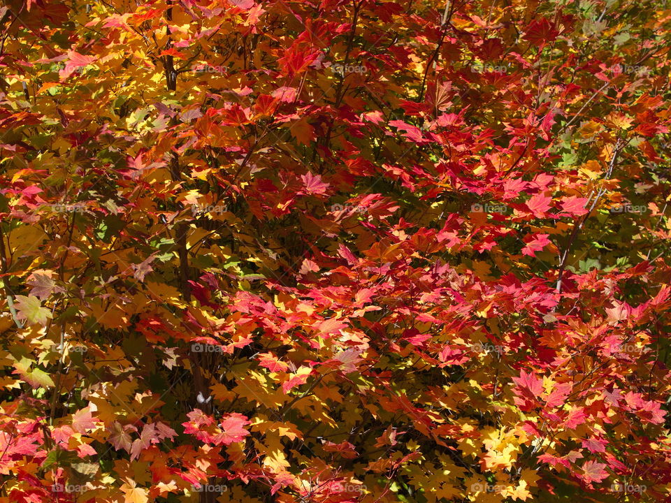 Maple leaves in their brilliant fall colors in the forests of Oregon 
