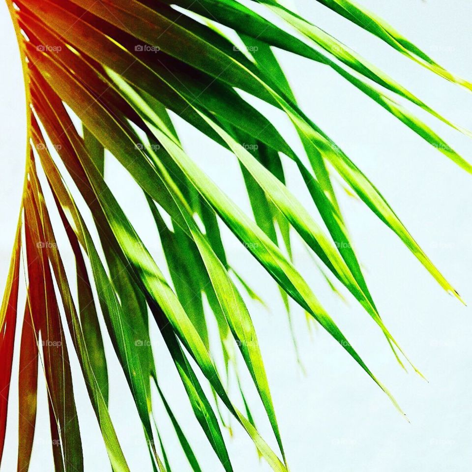 Crazy Plant People!, Palm Trees, Palm Fronds, Island Photography, Vacation Vibes, Island Life 