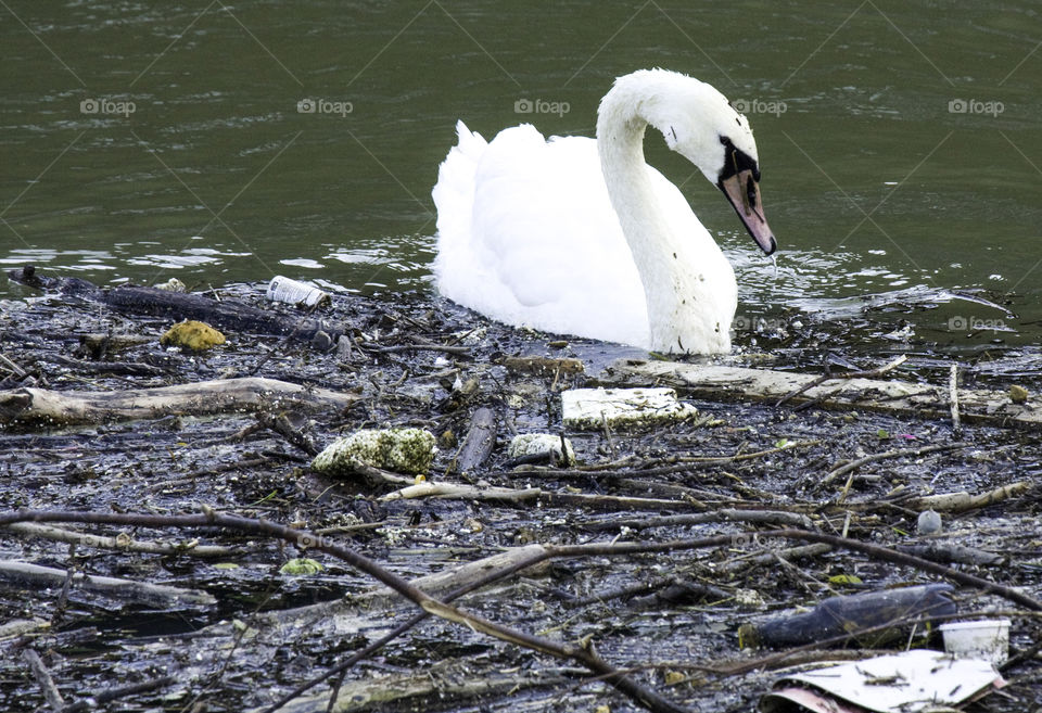 Swan and garbage